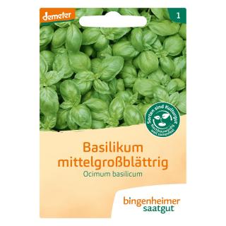 Basilikum Mittelgroß
