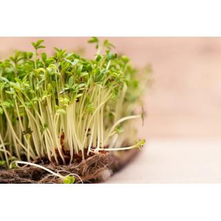 Kresse im Schälchen