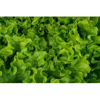 Eichblattsalat, regional