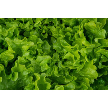 Eichblattsalat, regional