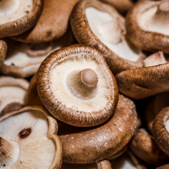 Shiitake-Pilze